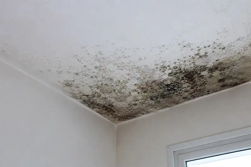 Moisissure au plafond d’une chambre