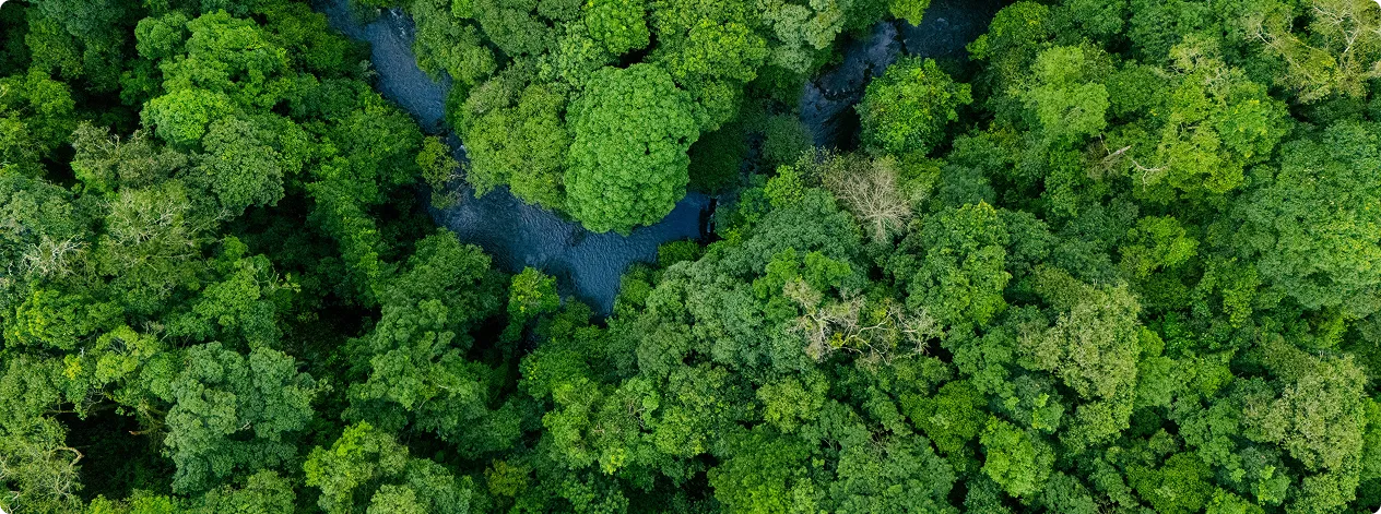 Vue aérienne de la canopée dense d'une forêt avec une rivière serpentant au milieu des arbres verts.