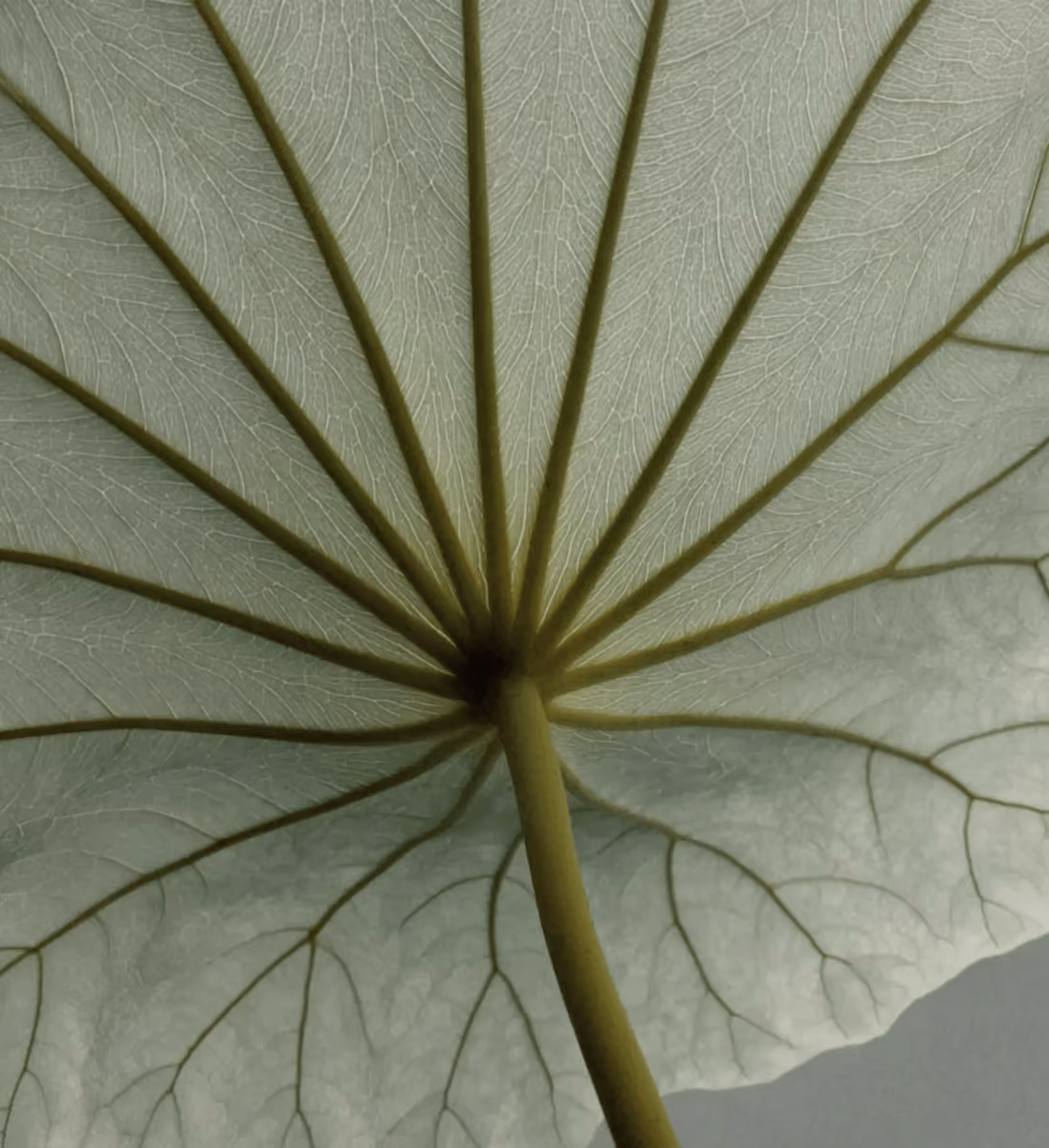 Close-up of a green leaf's underside showing its central stem and detailed vein network.