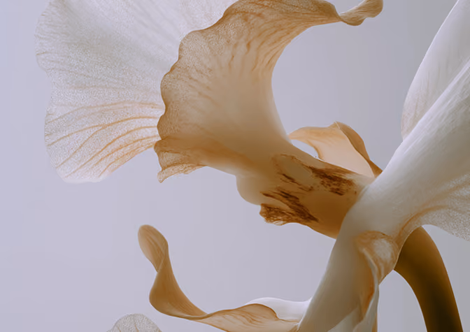 Close-up view of translucent brown and white flower petals with soft lighting.