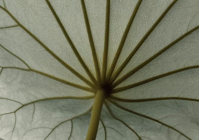 Close-up of the underside of a green leaf showing its veins radiating from the stem.