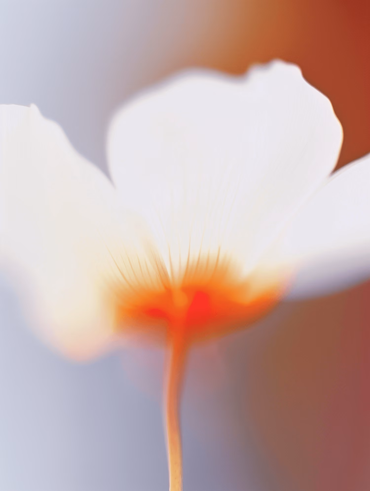 Close-up of a delicate white flower with an orange center on a blurred background.