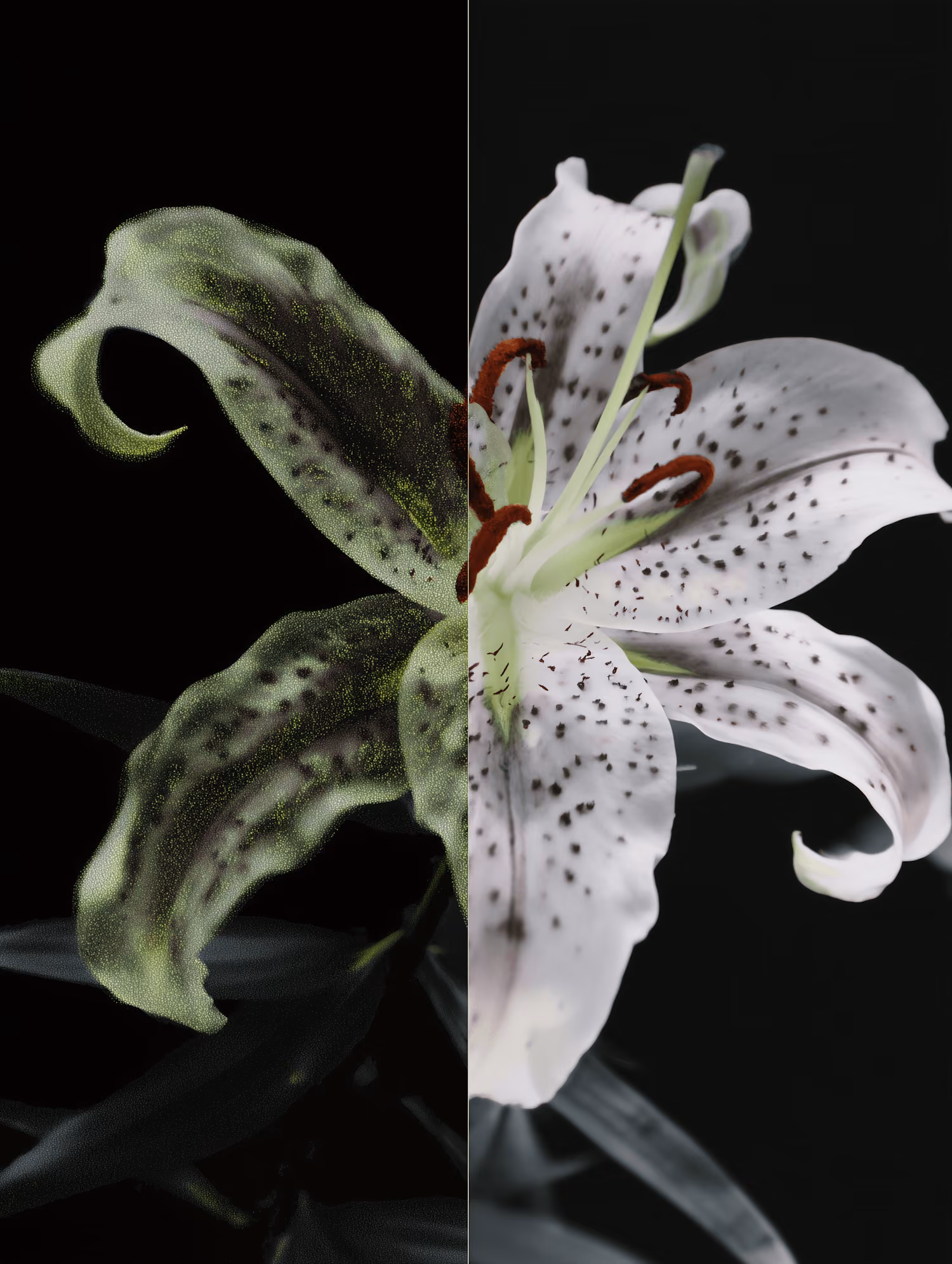 Side-by-side: left shows pollen-covered lily petals, right shows clean white lily petals with red stamens.