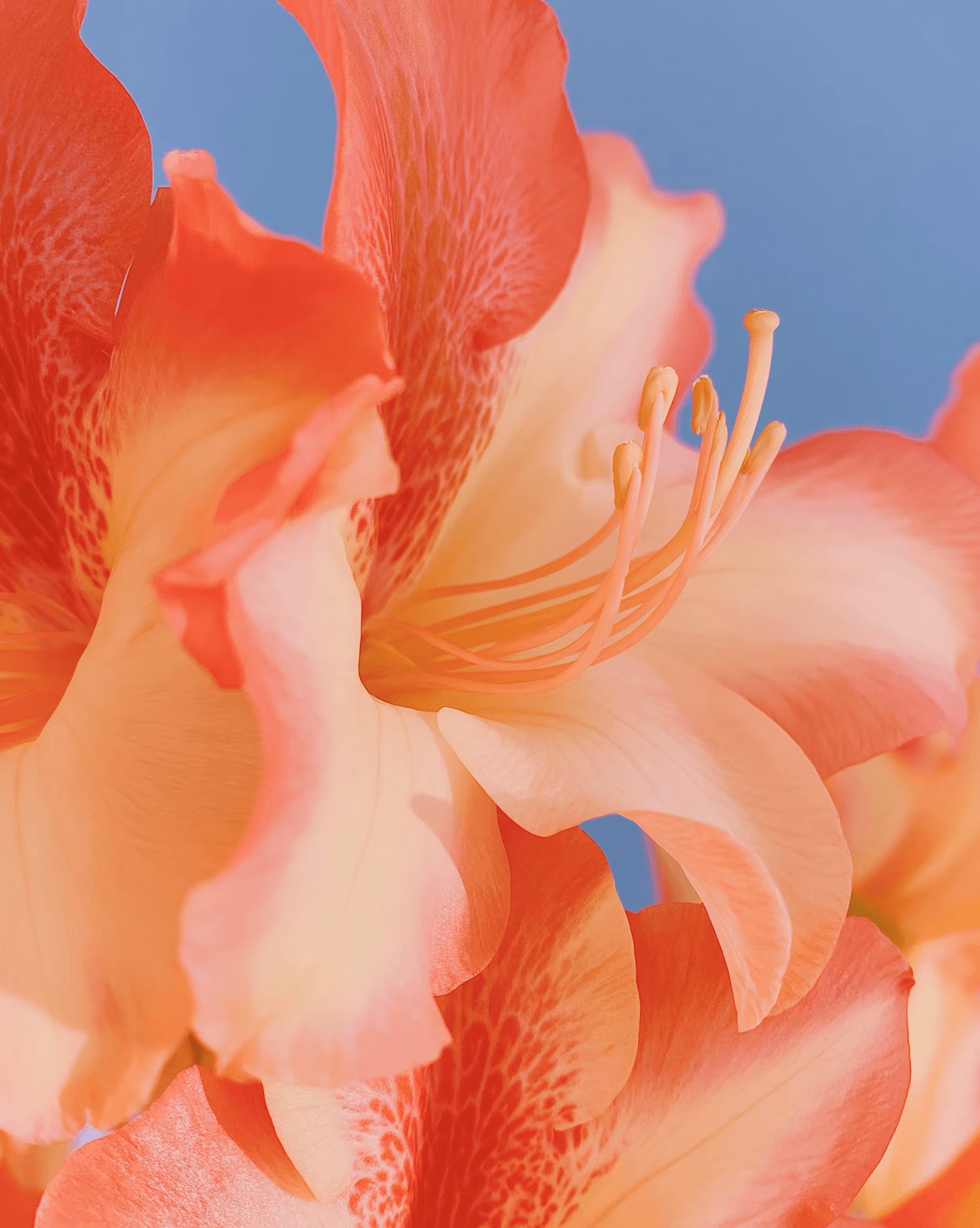 Close-up of soft orange and peach flower petals with stamens against a clear blue sky.