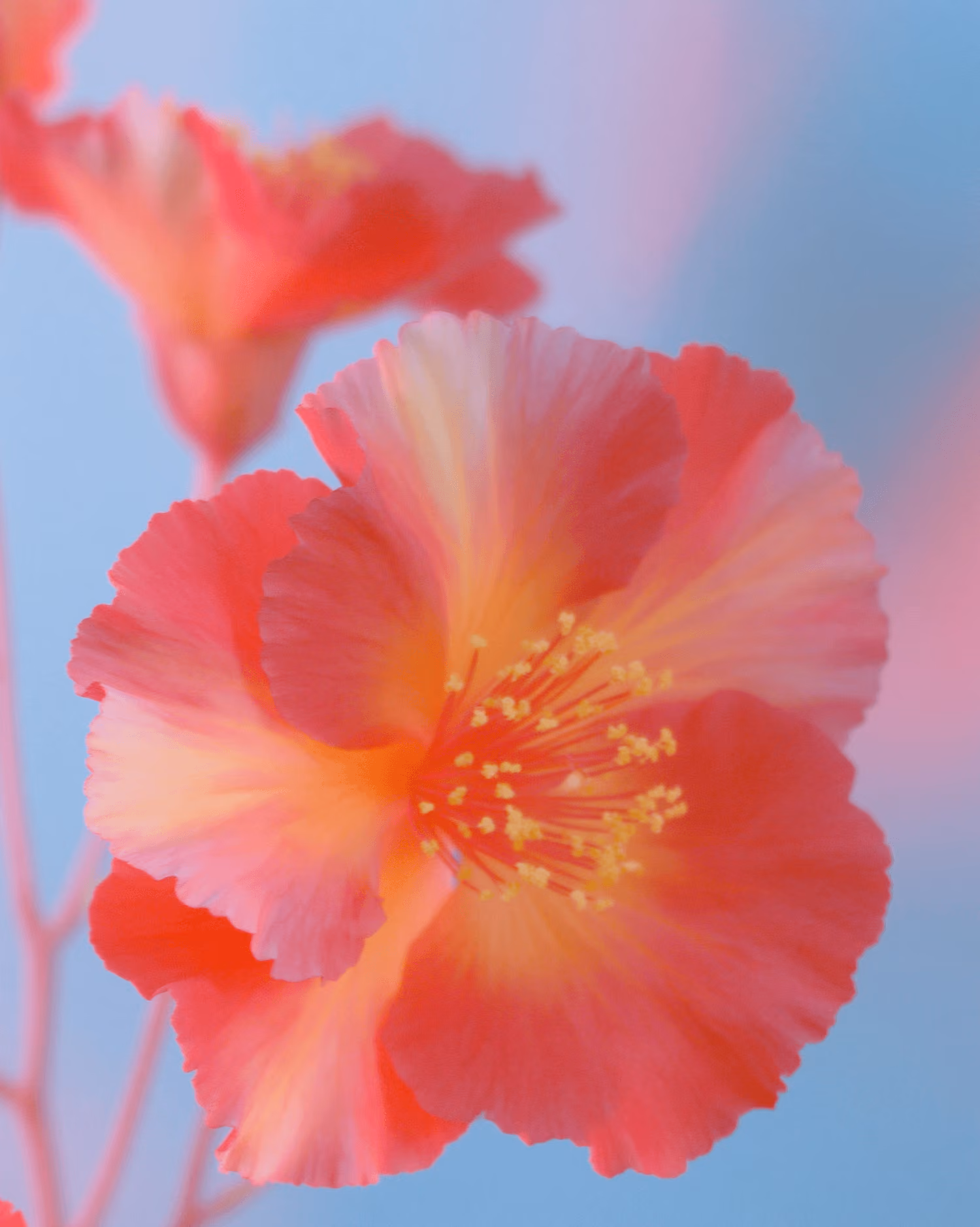 Close-up of a vibrant red and yellow flower with a soft blue and pink blurred background.