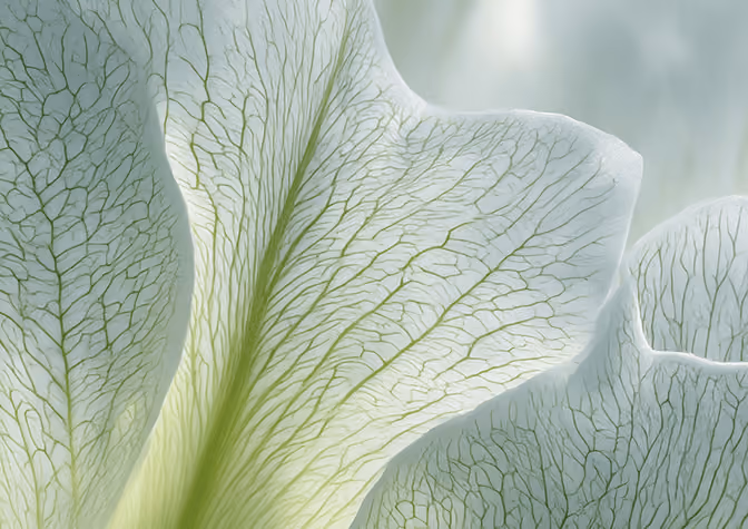 Close-up of translucent white petals showing intricate green veins on a soft blurred background.