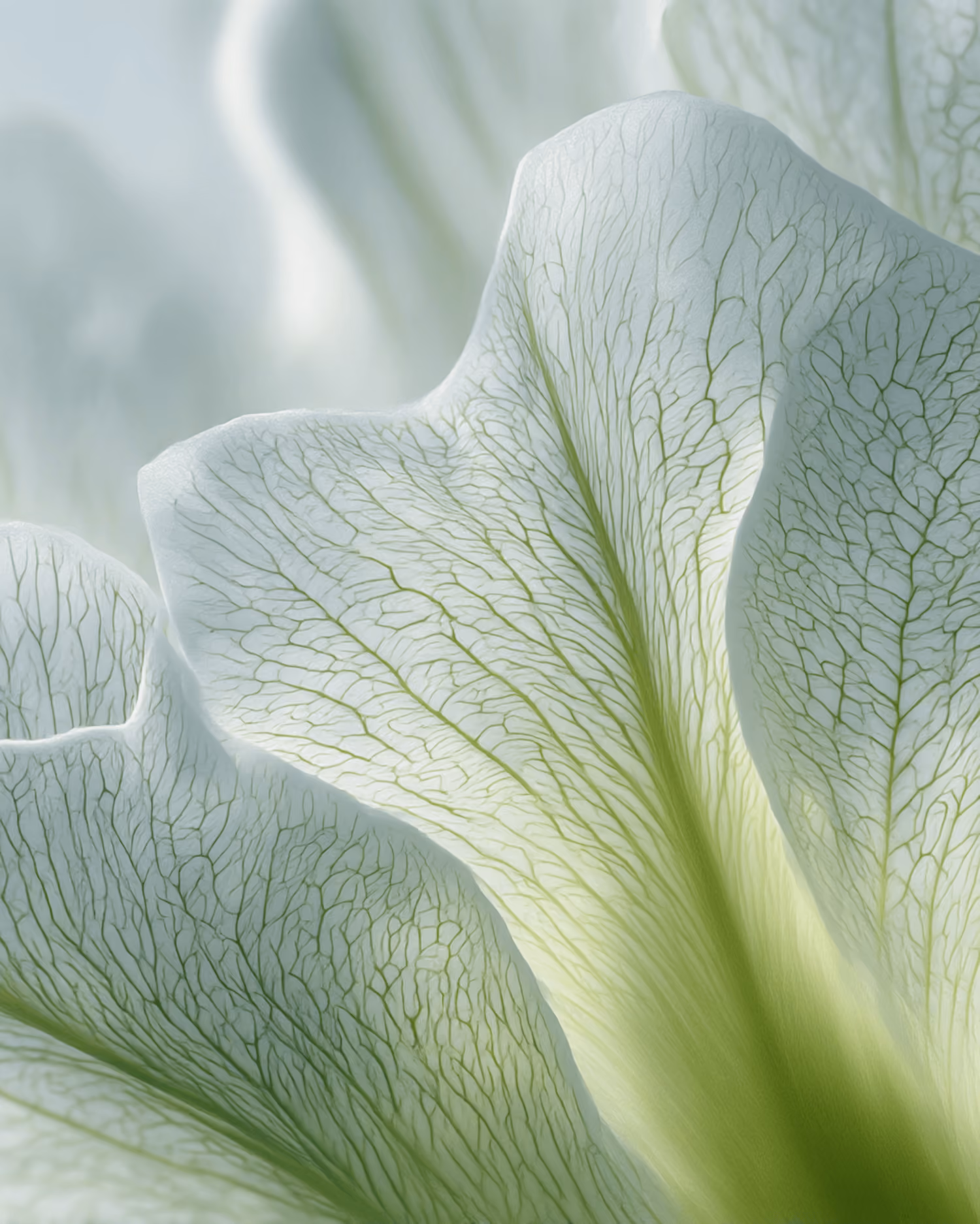 Close-up of translucent white flower petals showing delicate green veins and soft lighting.