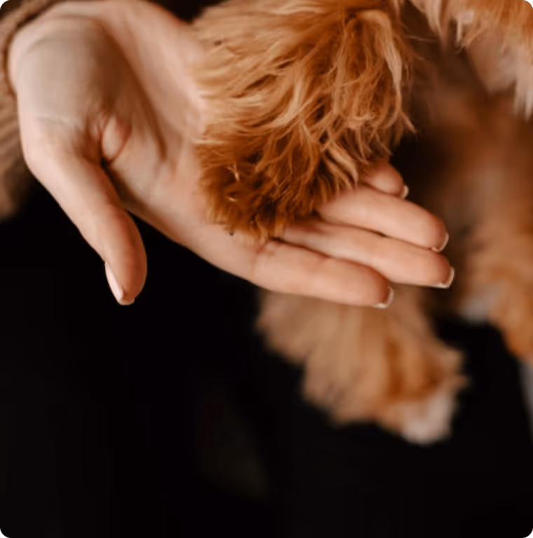 Chien tenu avec soin