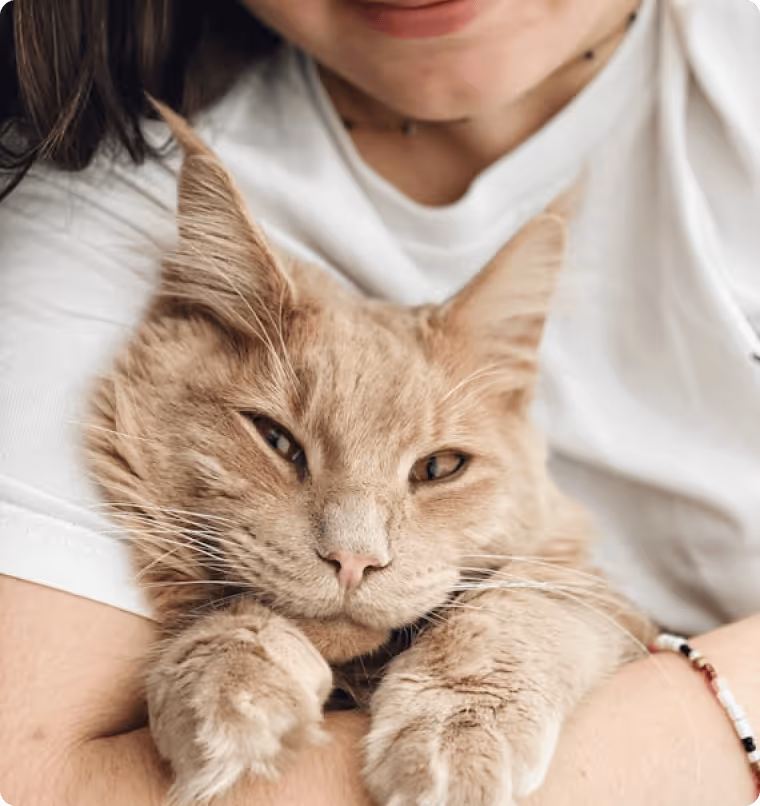 Chat roux avec personne