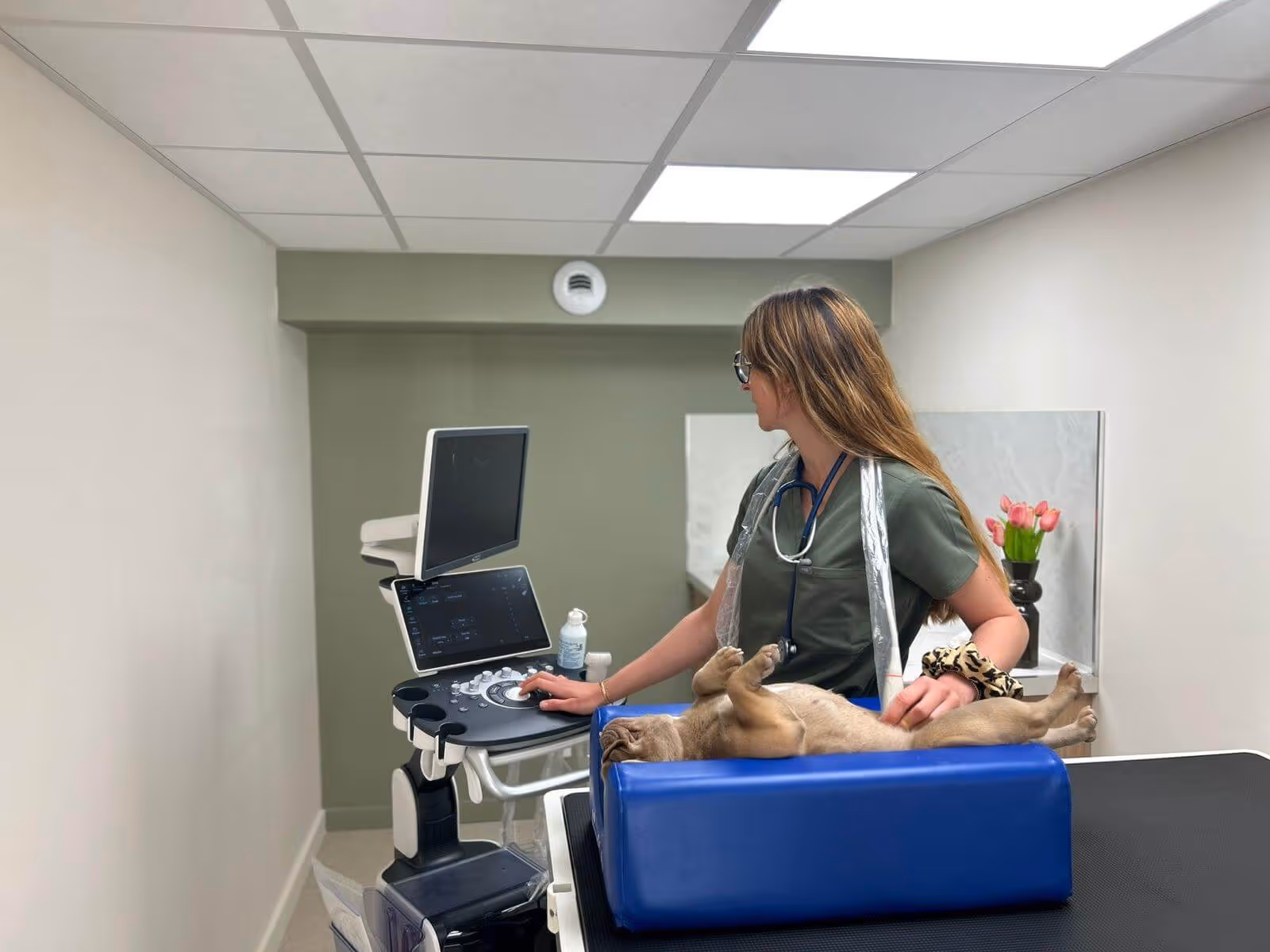 Vétérinaire en uniforme utilise un échographe avec un chiot allongé sur un coussin bleu sur la table.