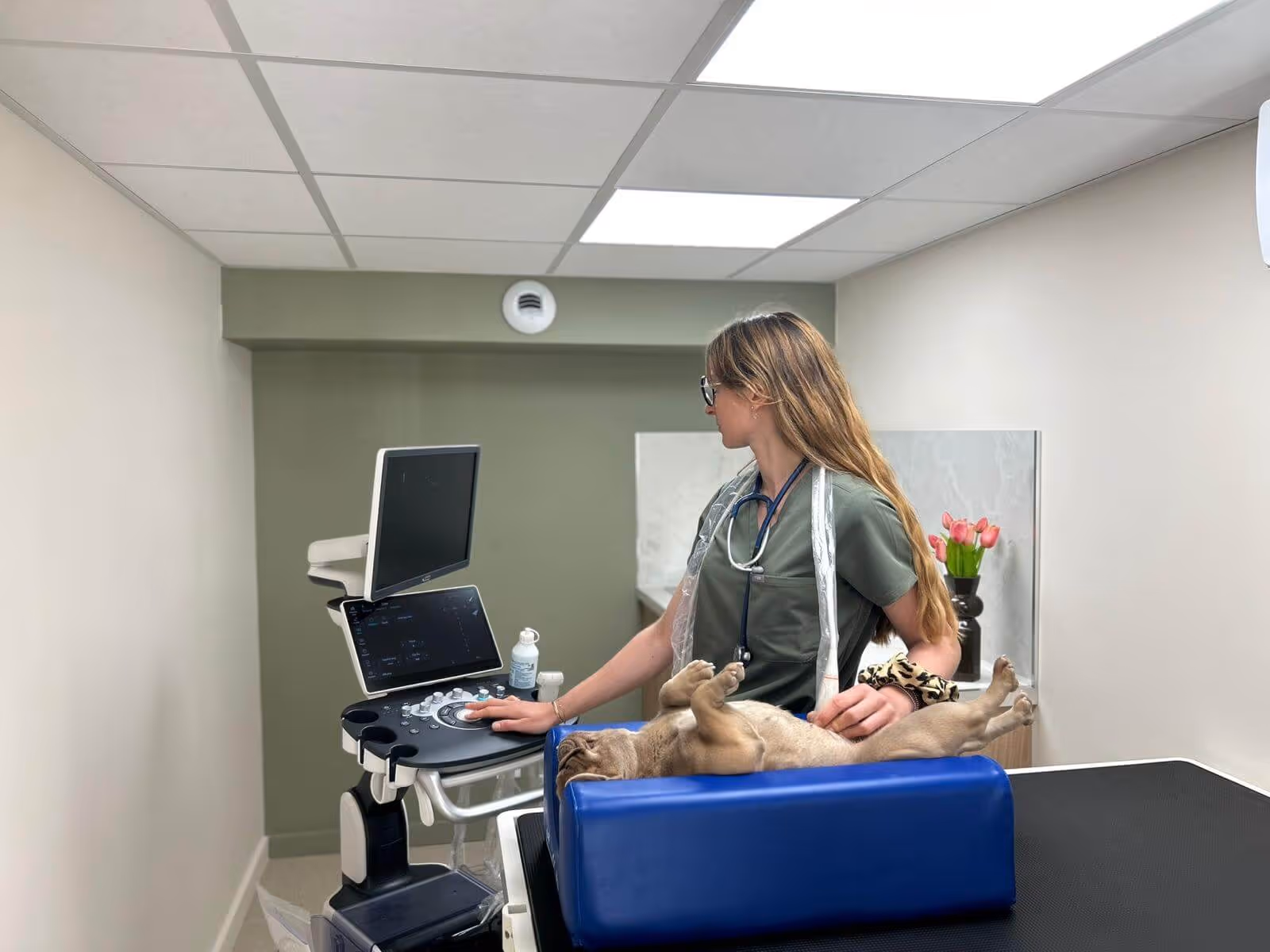 Une vétérinaire en blouse verte effectue une échographie sur un chien endormi sur une table bleue.