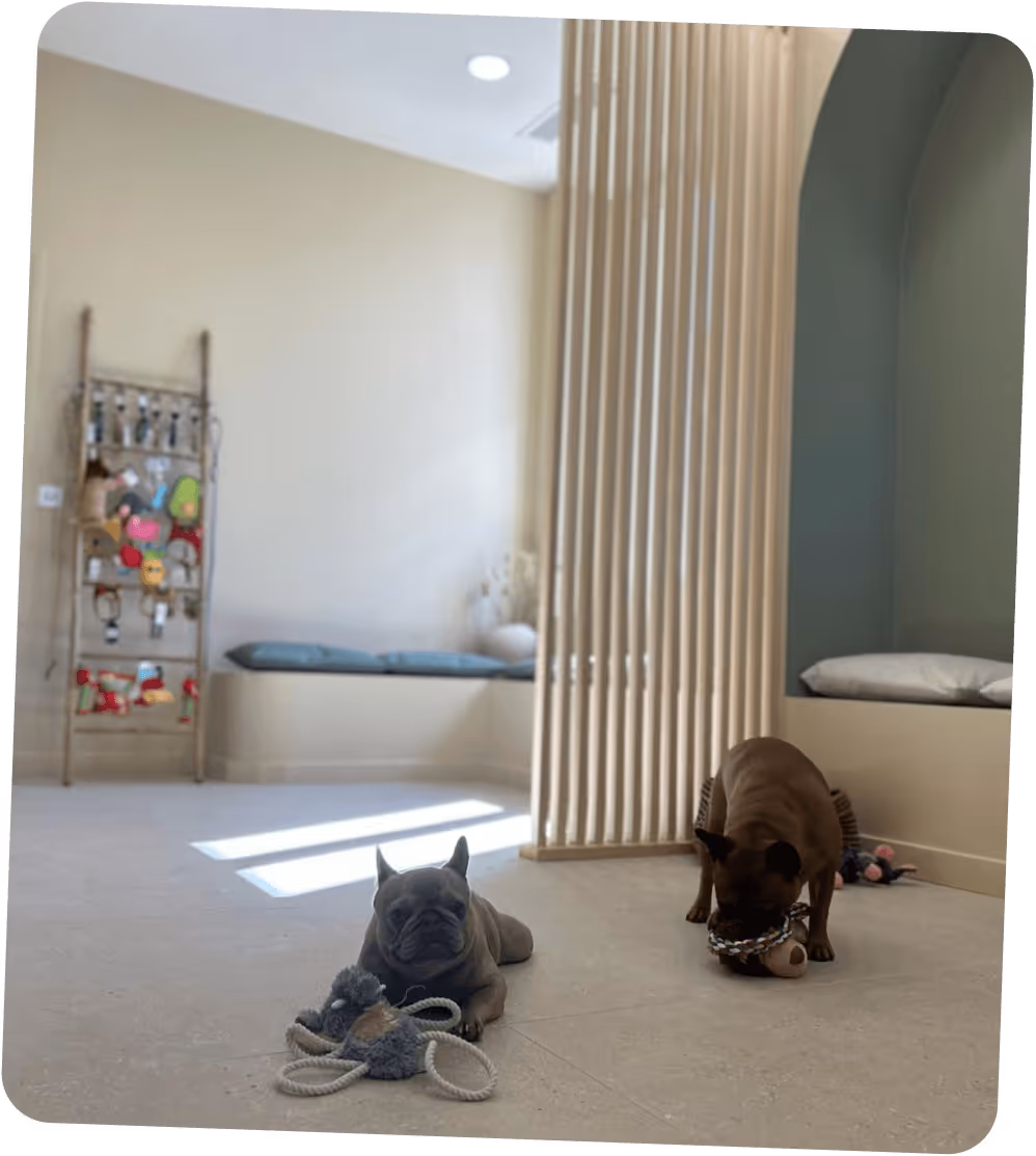 Deux bouledogues français jouent avec des jouets dans une pièce lumineuse et minimaliste.