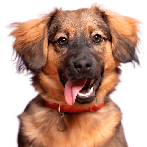 Chien avec pelage marron et noir, langue sortie, portant un collier rouge et une médaille.