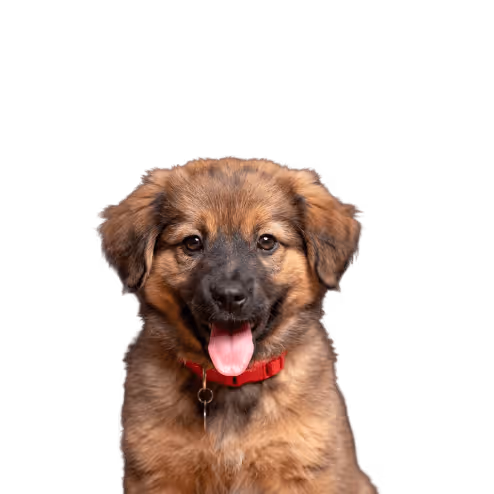 Chiot brun avec un collier rouge, langue tirée, regardant vers l'avant sur fond noir.