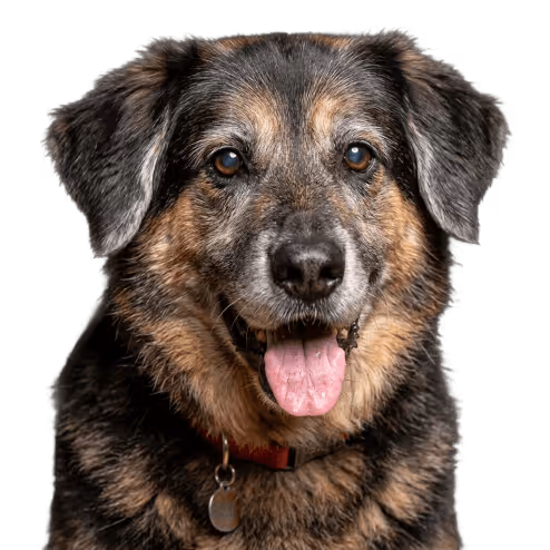 Portrait d'un chien marron et noir avec la langue sortie sur fond noir.