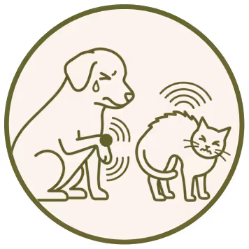 Dog with irritated paw and sad face next to a cat with an arched back and annoyed expression.