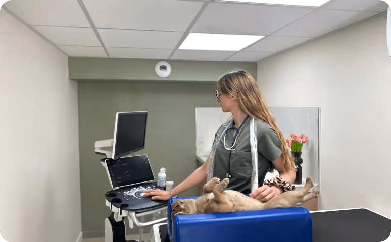 Une vétérinaire effectue une échographie sur un chien allongé sur le dos sur une table bleue.