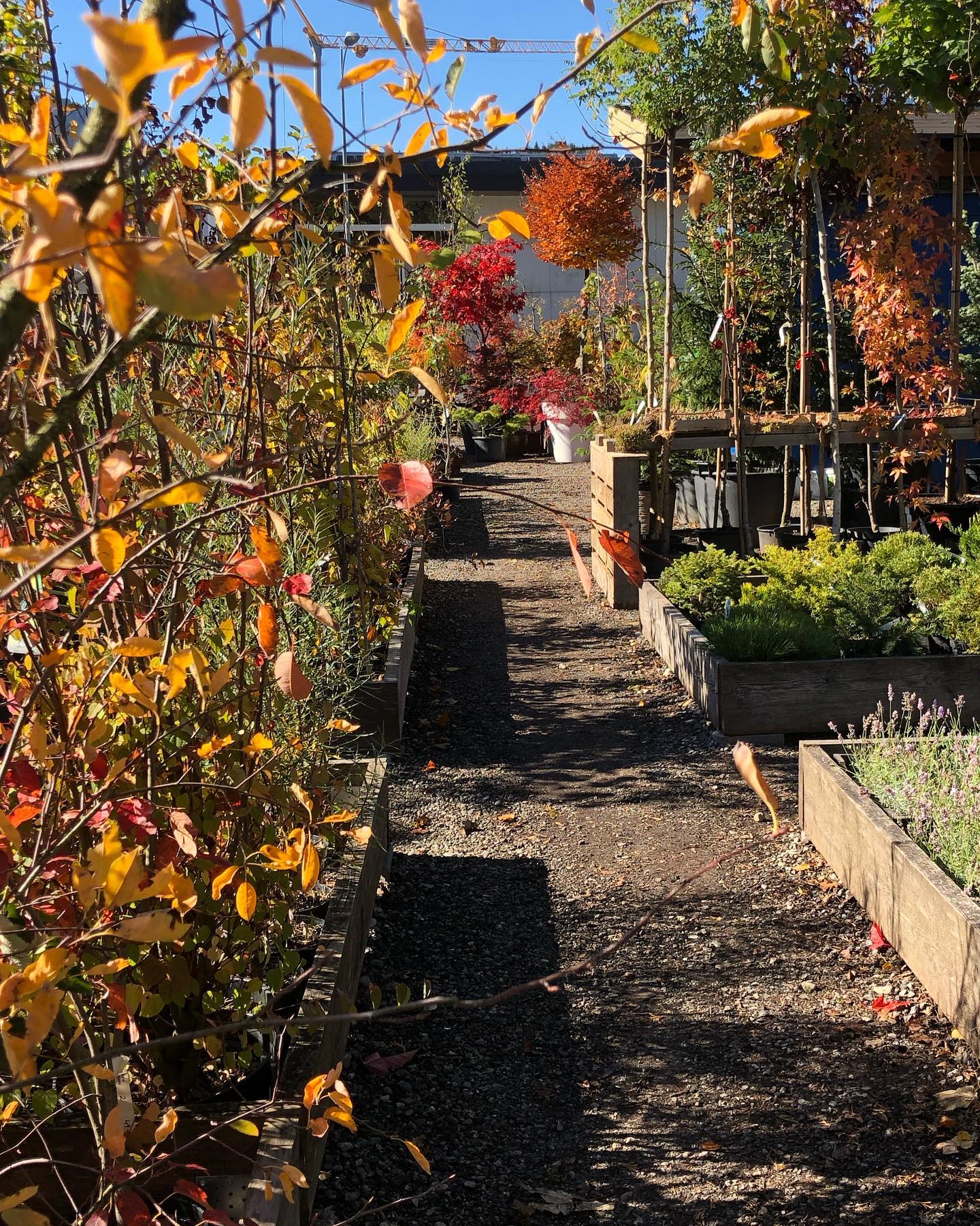 Garten mit Herbstbäumen und Pflanzen in Holzkästen an einem sonnigen Tag.
