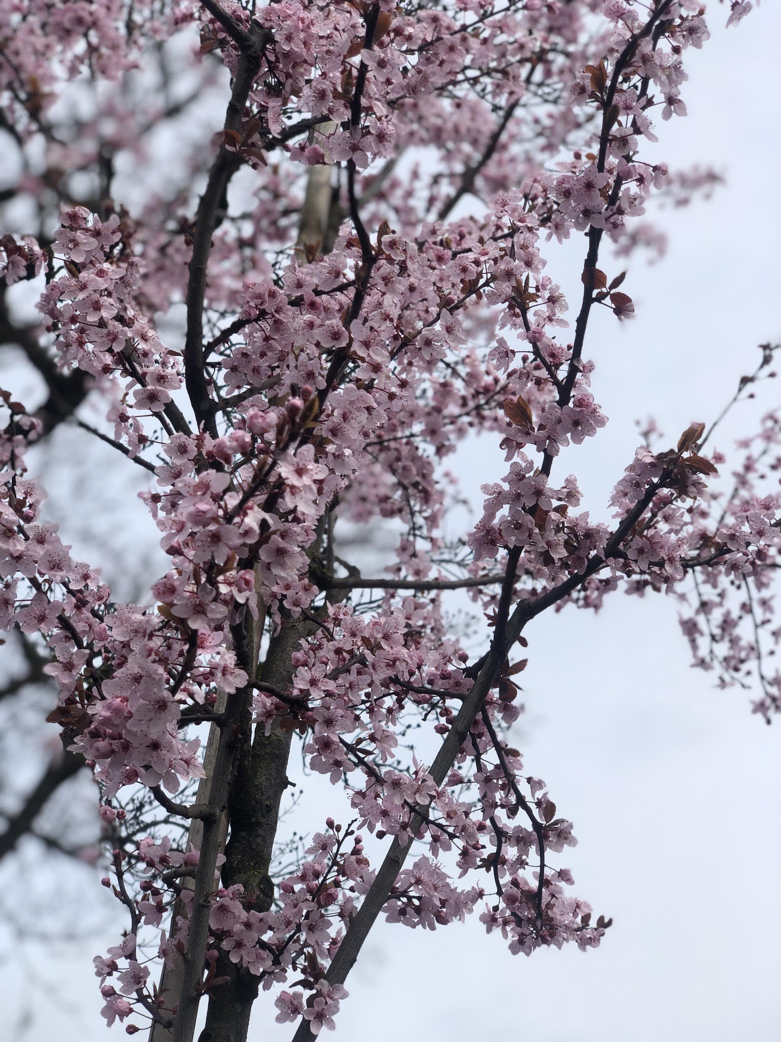 Zweig eines Baumes mit zahlreichen rosa blühenden Kirschblüten vor himmelblauem Hintergrund.
