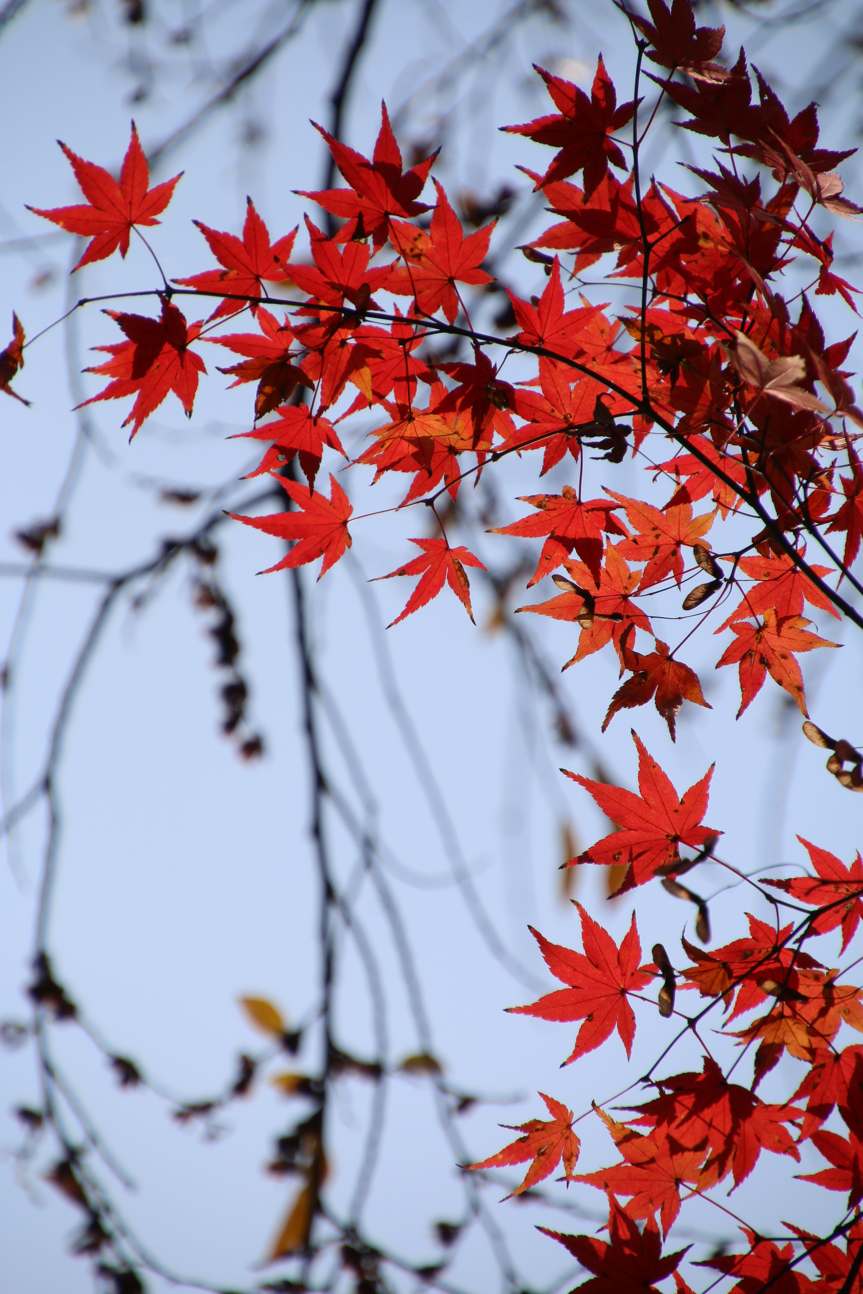 Rote Ahornblätter im Herbst an Zweigen vor blauem Himmel.