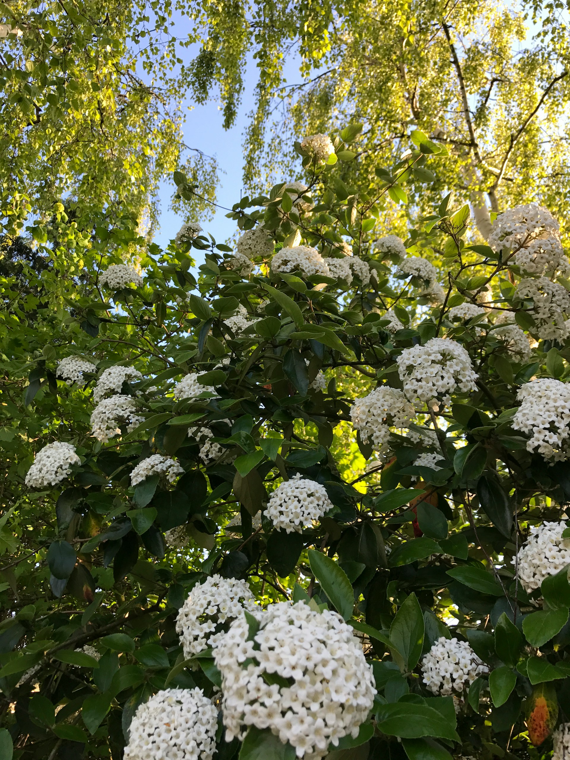 Busch mit weißen Schneeballblüten und grünem Laub vor blauem Himmel im Sonnenschein.