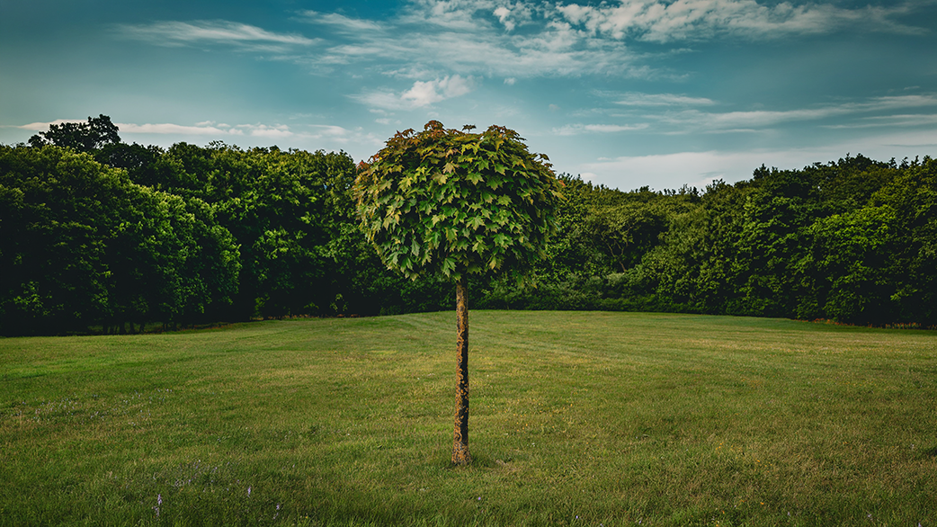 Kleiner Baum mit kugelförmiger Krone steht auf einer Wiese vor dunklem Wald unter bewölktem Himmel.