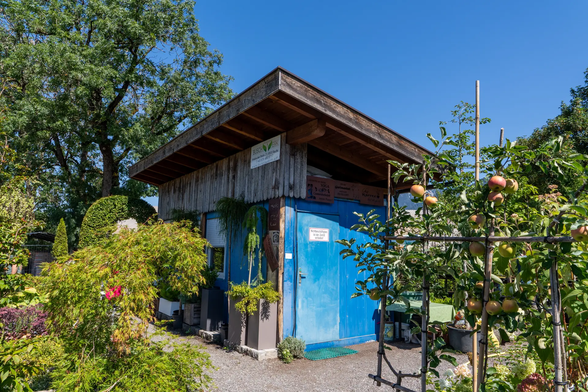 Kleines hölzernes Gartenhaus mit blauen Türen, umgeben von grünem Laub, Bäumen und einer Apfelbaumspalierstruktur mit reifen Äpfeln bei klarem blauem Himmel.