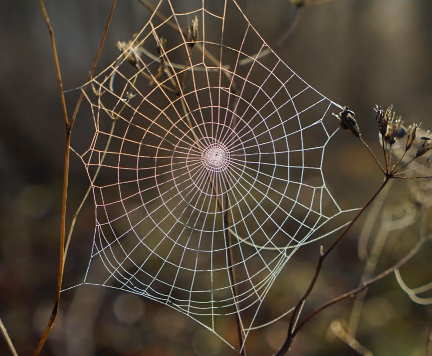Intricate spider web with dewdrops spun between dried plant stems and twigs