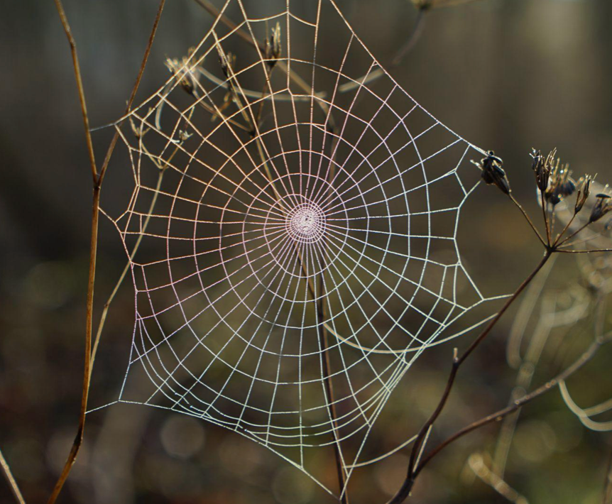 Intricate spider web with dewdrops spun between dried plant stems and twigs
