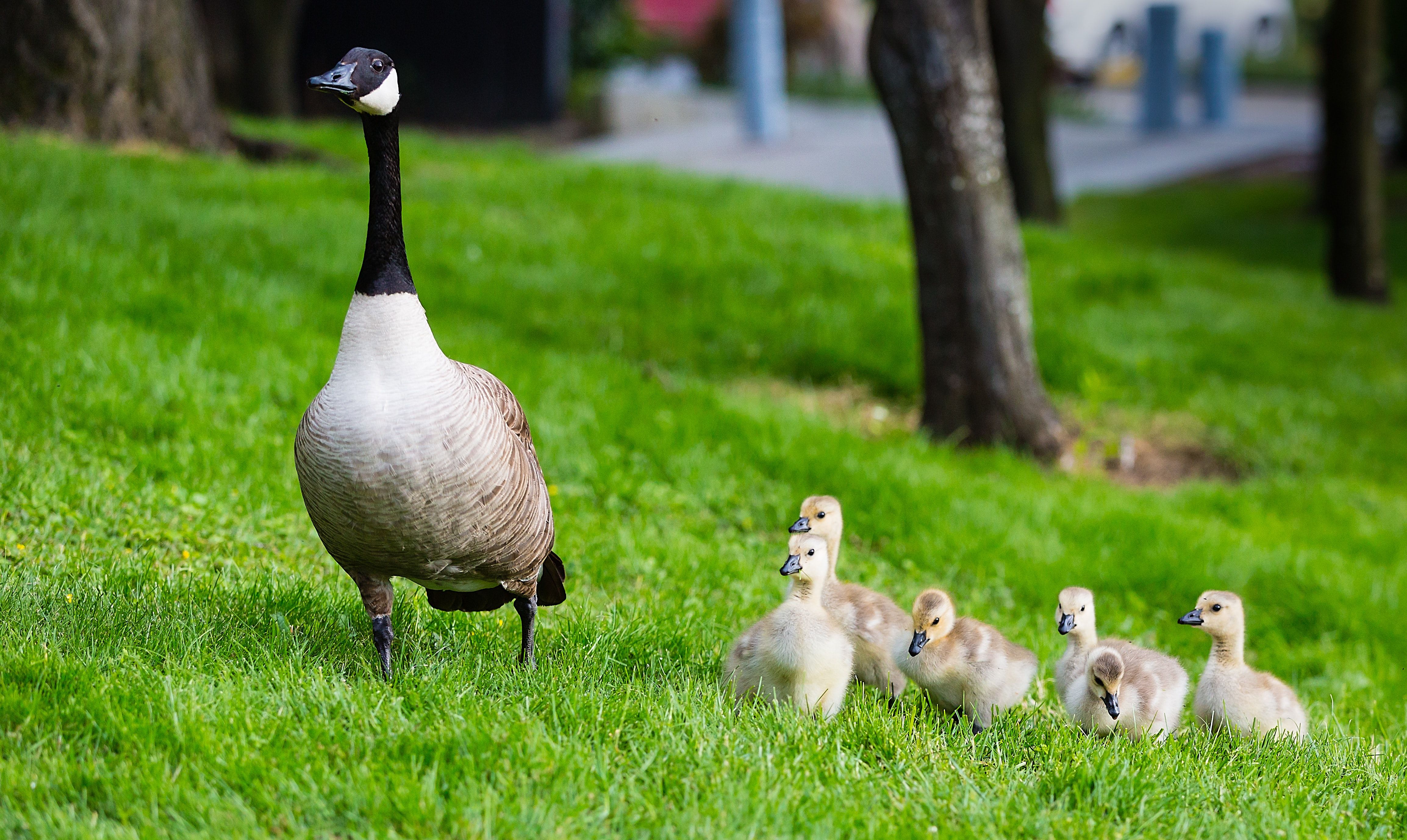 Adult Canada goose with fluffy goslings on green grass in park
