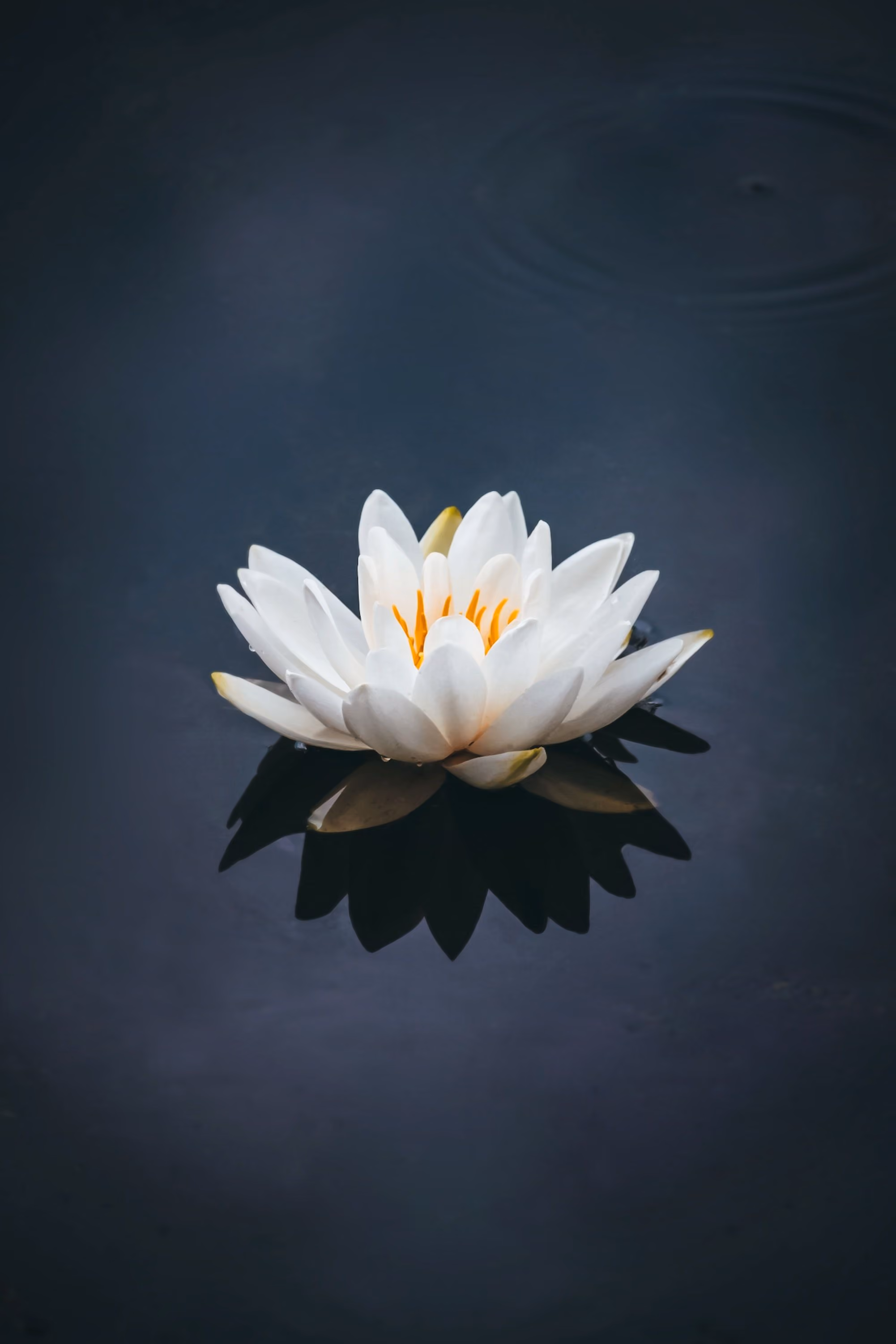 White water lily with yellow center floating on dark water, reflected below