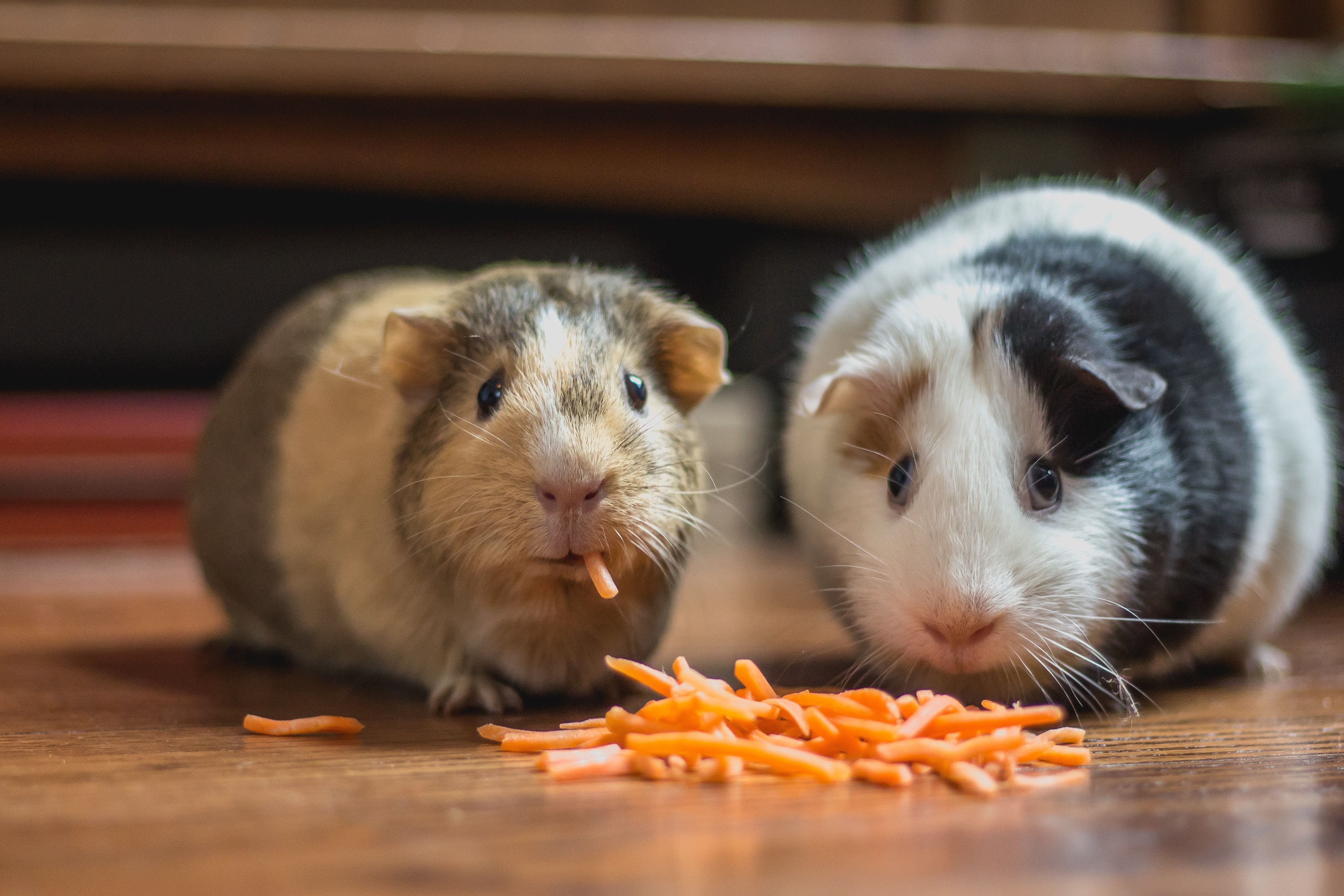 Two guinea pigs eating shredded carrots on a wooden floor indoors.