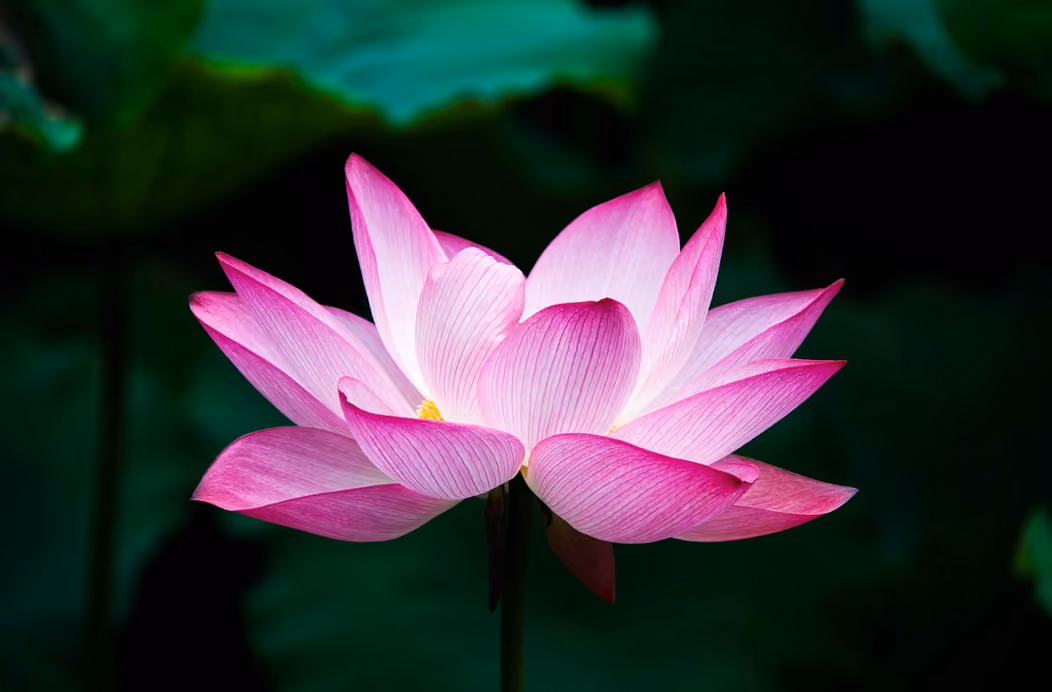 Pink lotus flower blooming with white center against dark green blurred background