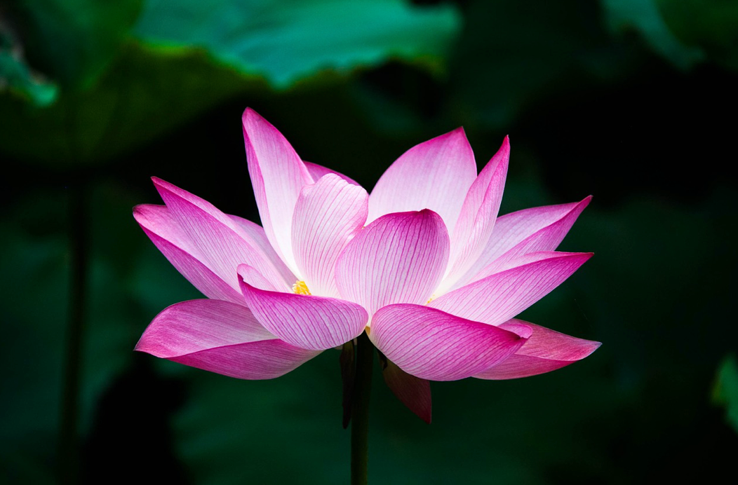 Pink lotus flower blooming with white center against dark green blurred background