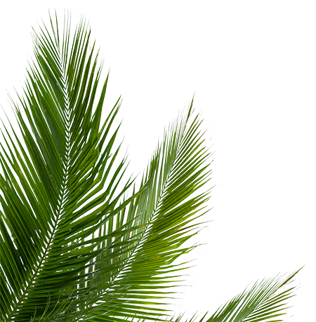 palm leaves