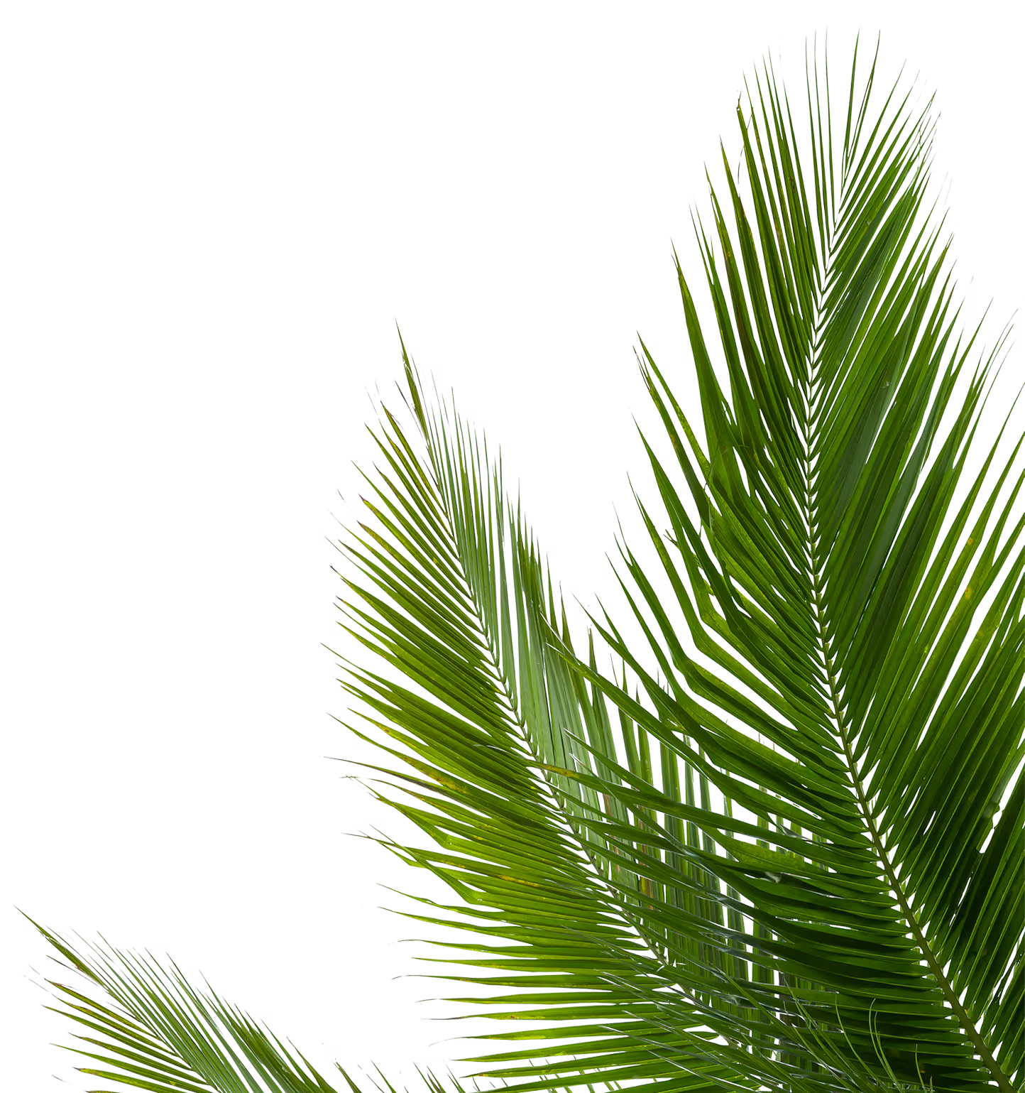 palm leaves - background image