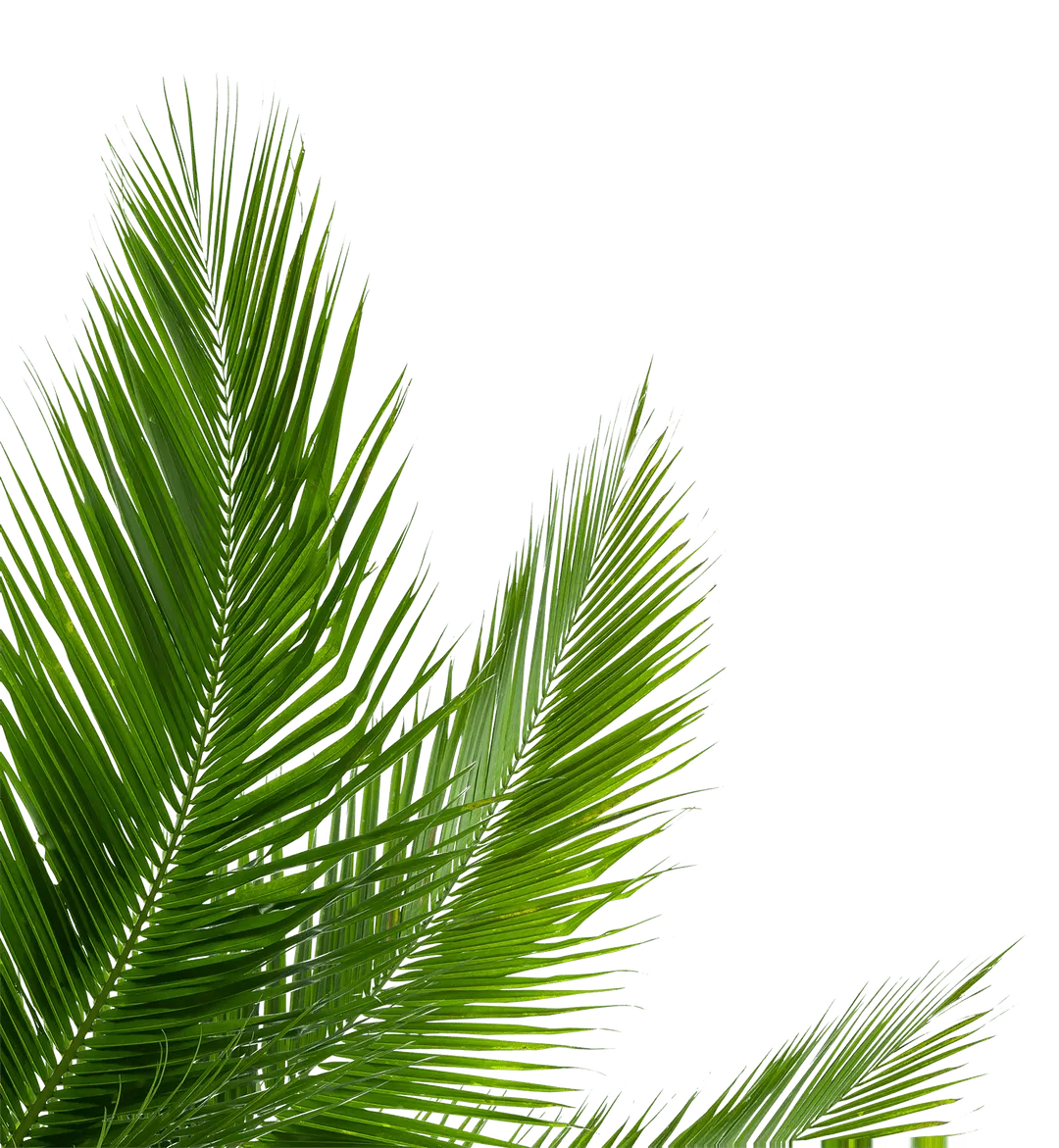 palm leaves