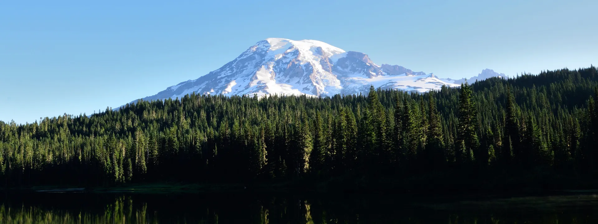 Snow-capped mountain behind a dense pine forest under a clear blue sky.
