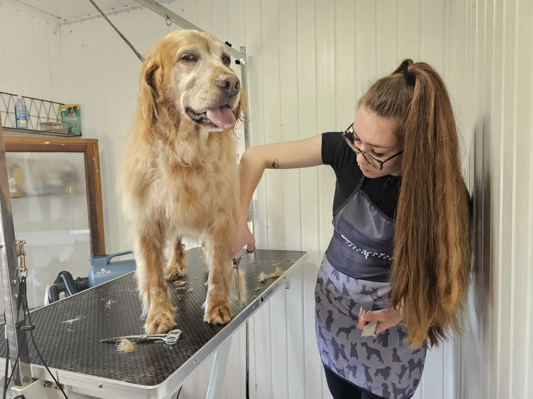 Doggy’s House