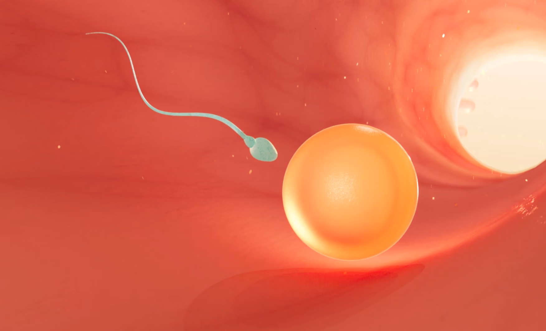 Illustration of a sperm cell swimming toward an egg cell inside a red tube-like structure.
