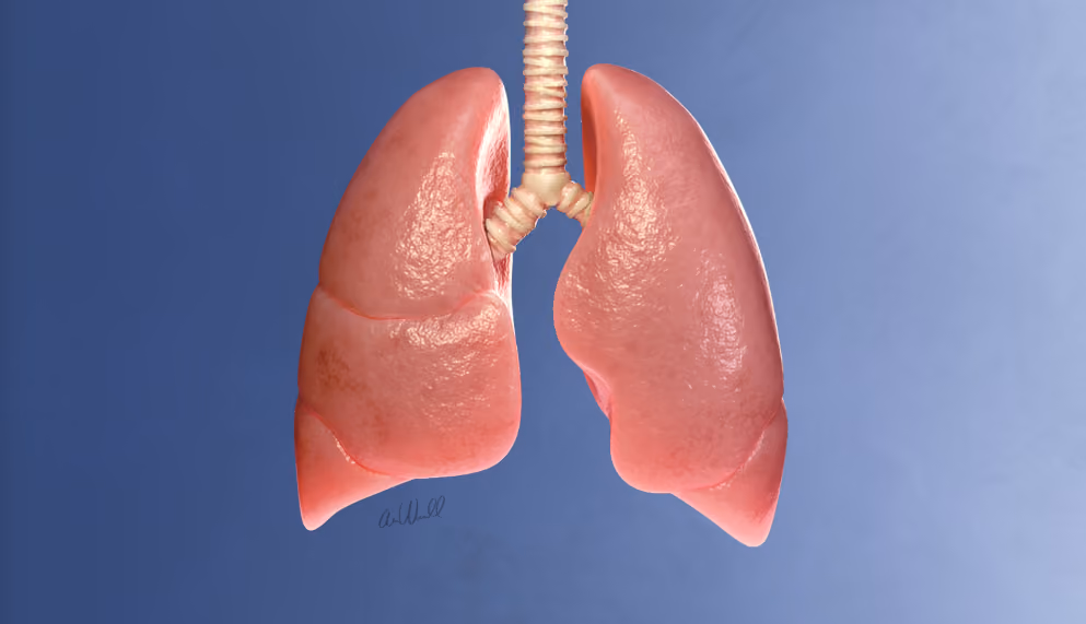 Anatomical 3D illustration of human lungs and trachea on a blue gradient background.