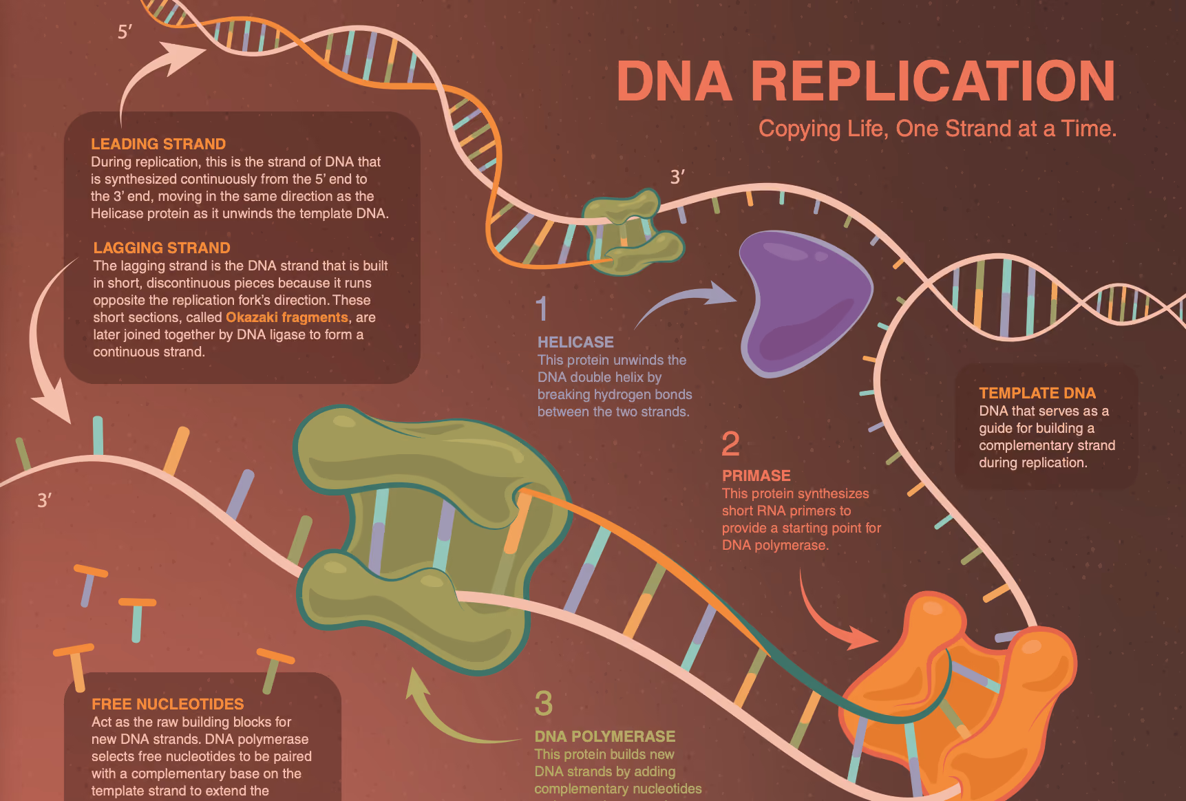Diagram showing DNA replication with leading and lagging strands, enzymes helicase, primase, and polymerase.
