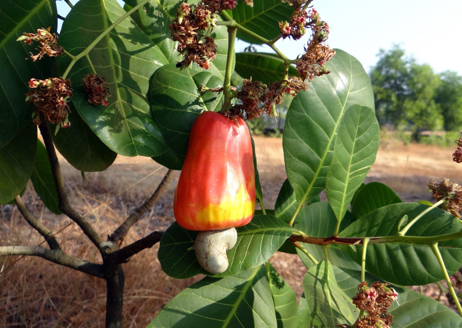 Slow Cashews