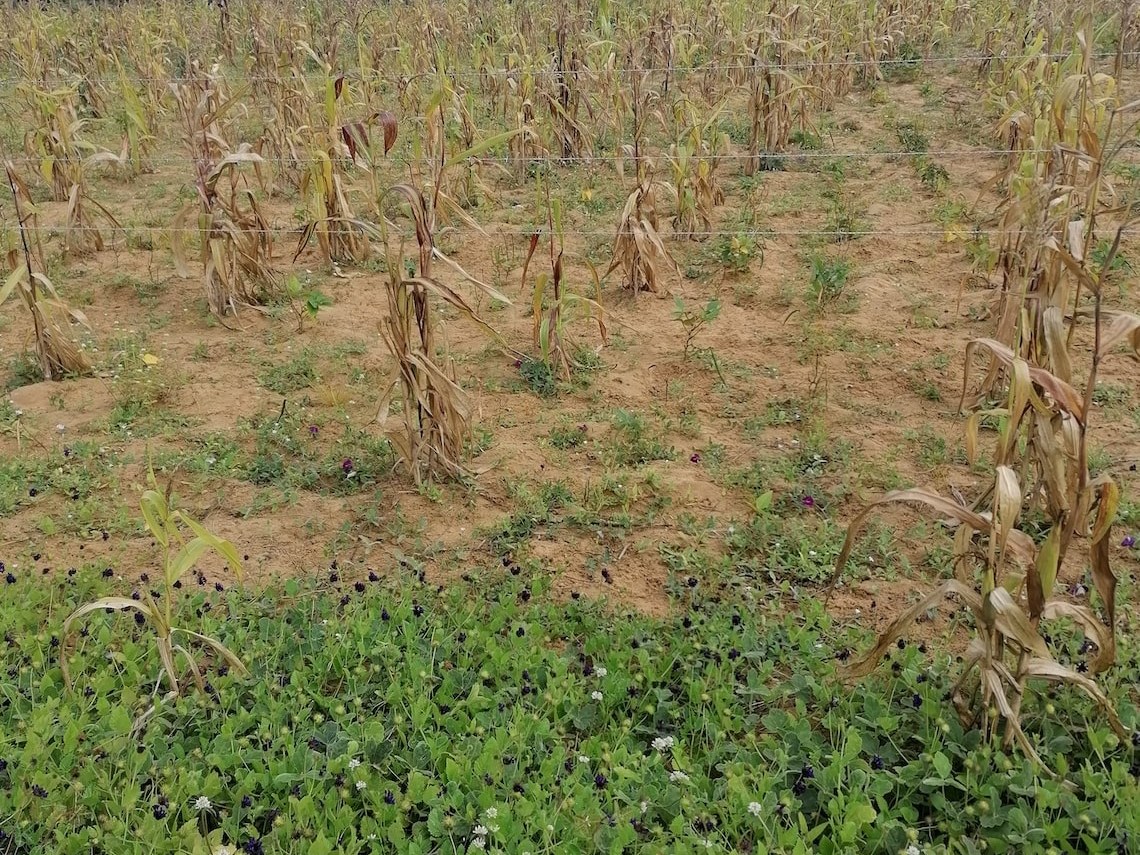 Six Steps to Abundant Drylands in Brazil