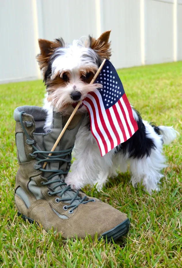 Biewer Yorkie puppy in Florida with patriotic flag and rare parti color coat