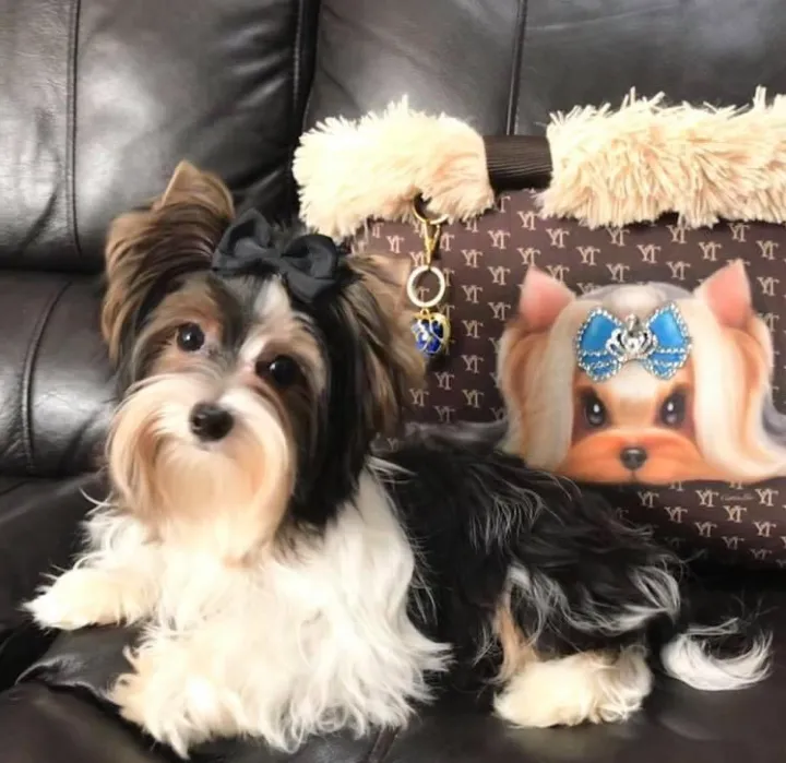 Rare color Biewer Yorkie resting on sofa with elegant black white and gold markings