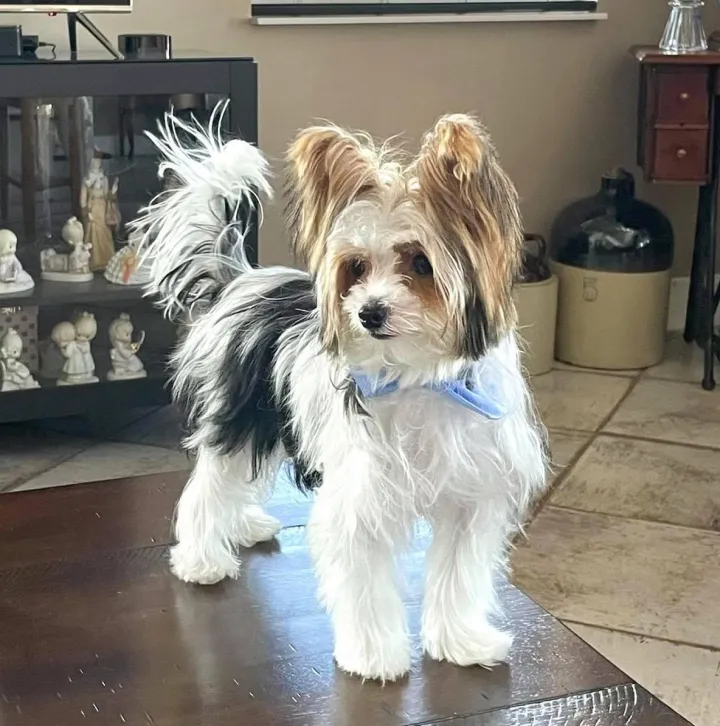 Adult Biewer Yorkie standing in home with white black and gold parti coat