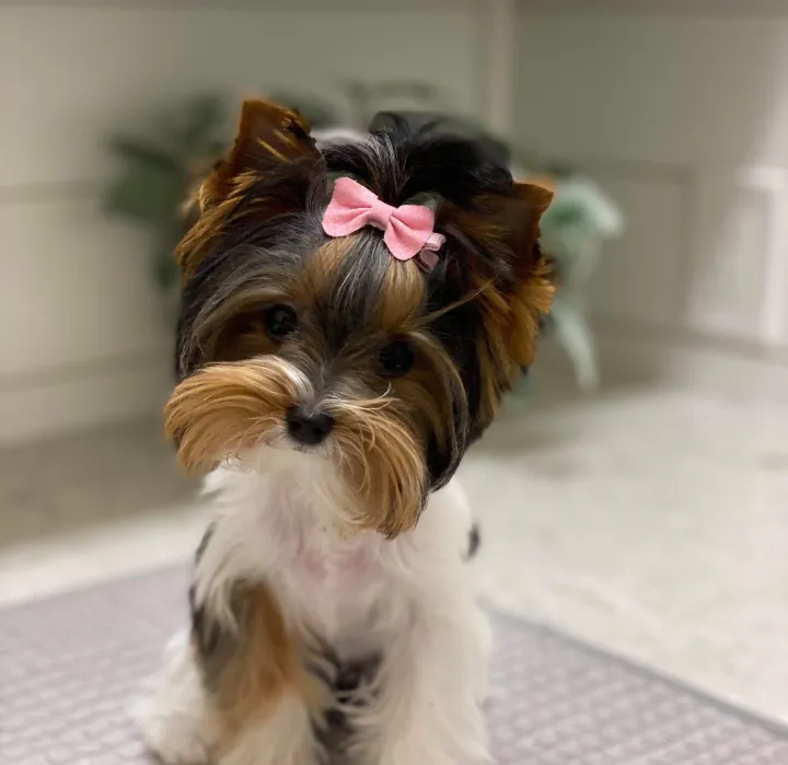 Biewer Yorkie puppy with pink bow and traditional black gold and white markings