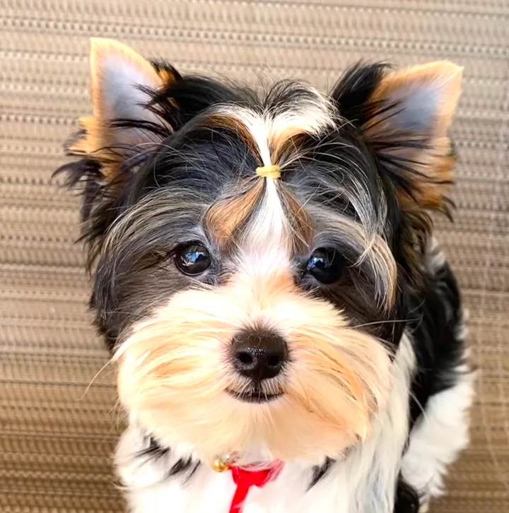 Close up of Biewer Yorkie puppy with rare white black and gold coat