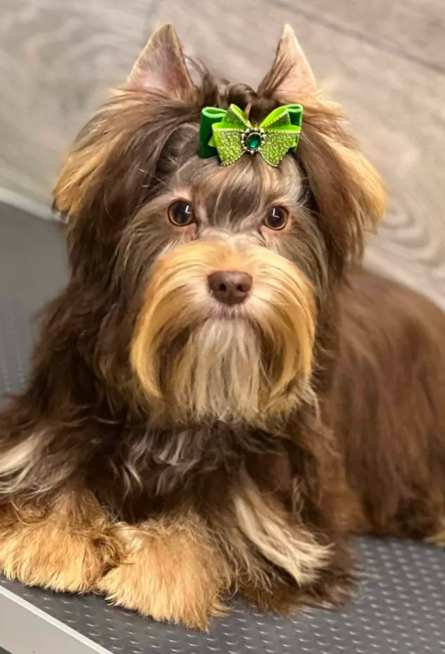 Chocolate Yorkie with green bow showing rich European chocolate coat